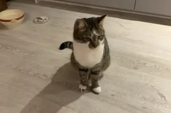 Animaux perdus , photo: Chat Européen Perdu - 2 ans