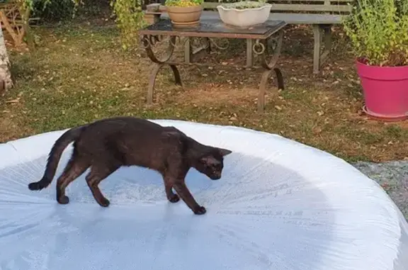 Animaux trouvés Meaux, photo: Jasper, chat croisé disparu