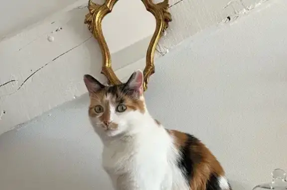 Chat perdu, Villefranche-sur-Saône, photo: Chatte Miel perdue à Villefranche