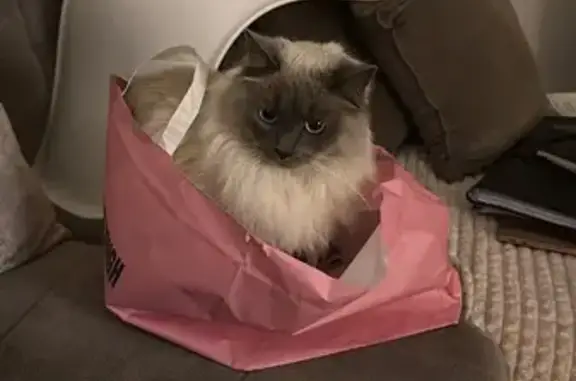Animaux perdus Saint-Priest, photo: Dolce, Birman beige, perdu