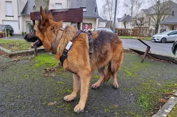 Chien Berger Allemand Retrouvé - photo