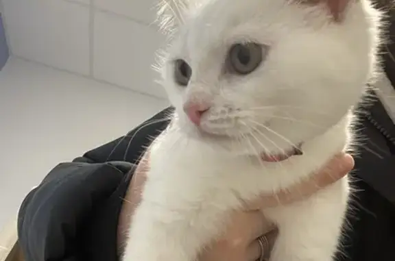 Chaton blanc trouvé à Orléans - photo