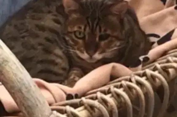 Animaux perdus Damgan, photo: Chat Jawa voilé perdu à Damgan
