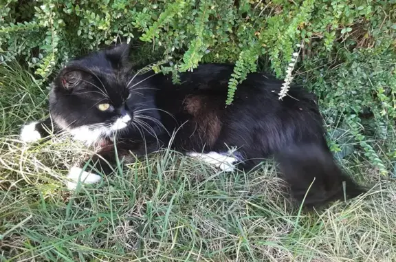 Chat perdu, Brive-la-Gaillarde, photo: Chat noir et blanc perdu à Brive