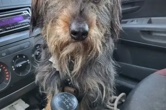 Chien perdu près du Rucher Macameli - photo