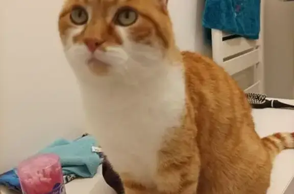 Chat perdu, Couëron, photo: Chatte rousse perdue à Couëron