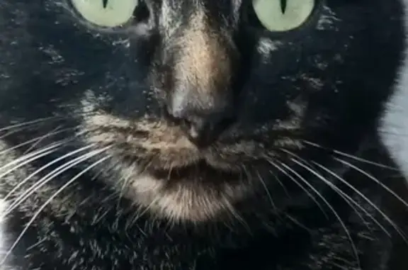 Chat perdu, , photo: Doudou, chat doux perdu