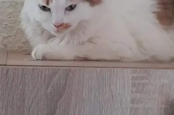 Chat perdu, Montluçon, photo: Chatte craintive perdue à Montluçon