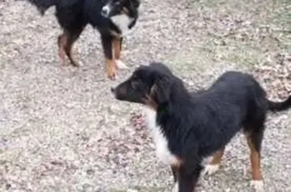 Chiots bergers retrouvés à Prévinquières - photo