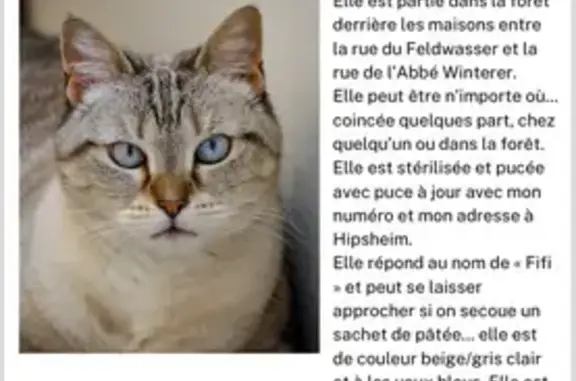 Chat perdu, , photo: Recherche chat perdu à Hipsheim