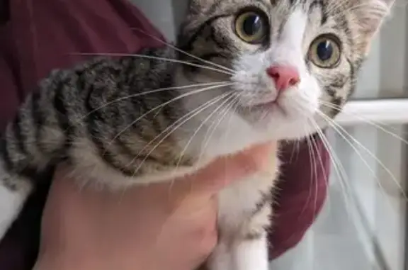 Animaux trouvés Poitiers, photo: Chaton tigré et blanc perdu
