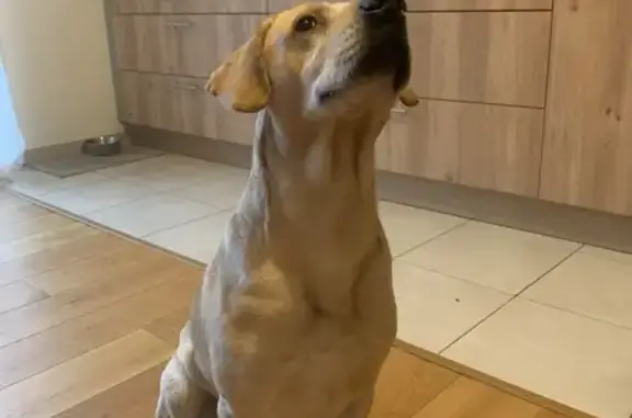 Pif, Labrador croisé, retrouvé - photo