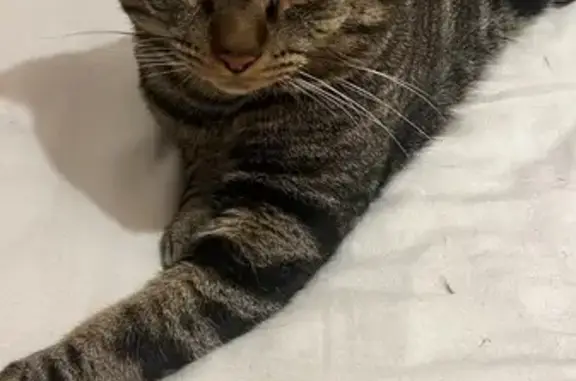 Animaux perdus Castelginest, photo: Disparition du chat Roméo