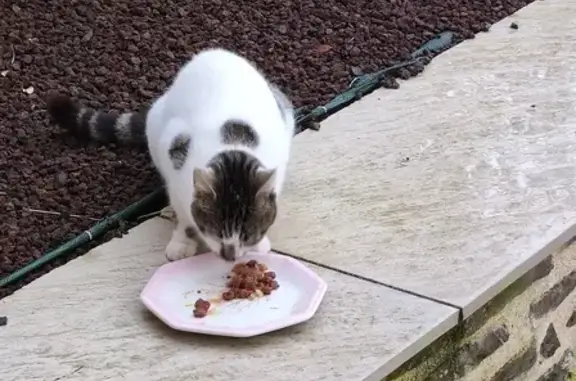 Chat blanc tacheté trouvé à Cerisy - photo