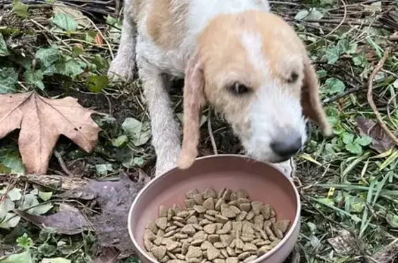 Chien perdu à Rouffignac trouvé - photo