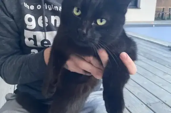 Chat noir aux yeux verts trouvé - photo