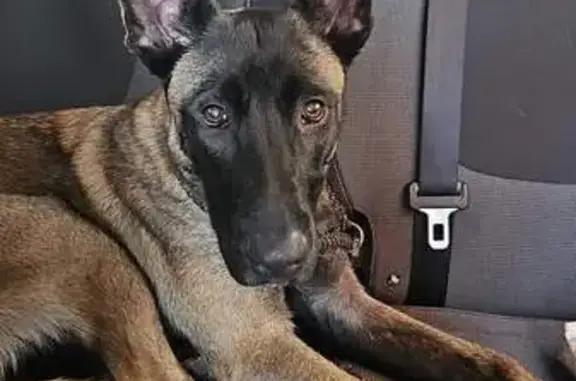 Chienne Malinoise trouvée à Denain - photo