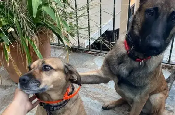 Chien perdu Bastia, photo : Alerte: 2 Chiens Égarés à Bastia