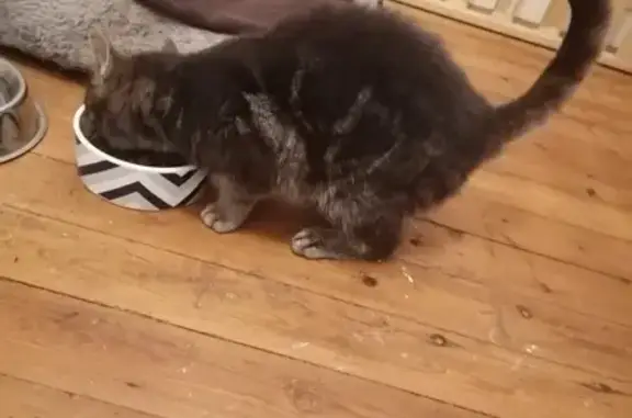 Animaux trouvés Pouancé, photo: Chatte tigrée trouvée à Pouancé