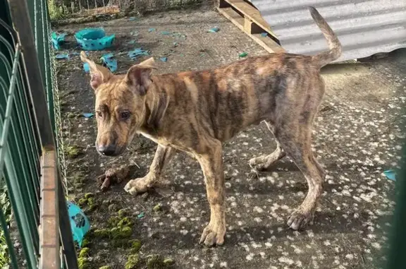 Chiot égaré entre Villeneuve/Bussy - photo