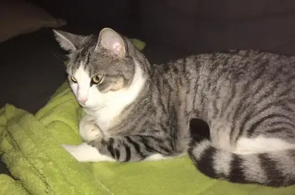 Chat perdu, Le Mans, photo: Chat tigré perdu au Mans