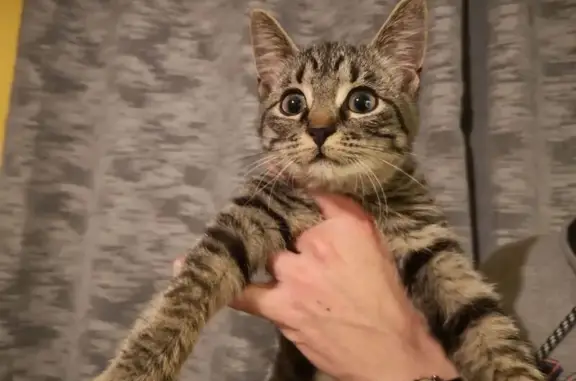 Chaton perdu près de Cénac - photo