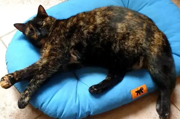 Animaux perdus , photo: Chatte européenne perdue à Oberhoffen