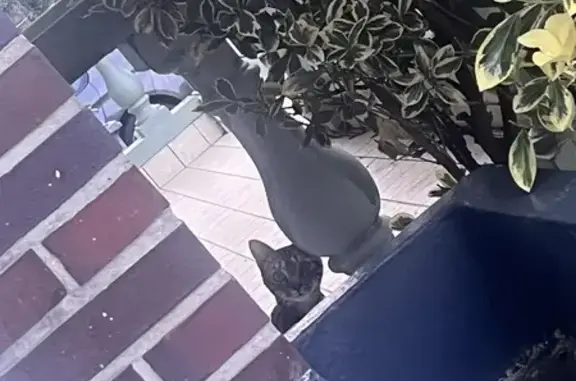Chat au harnais trouvé à Houdain - photo