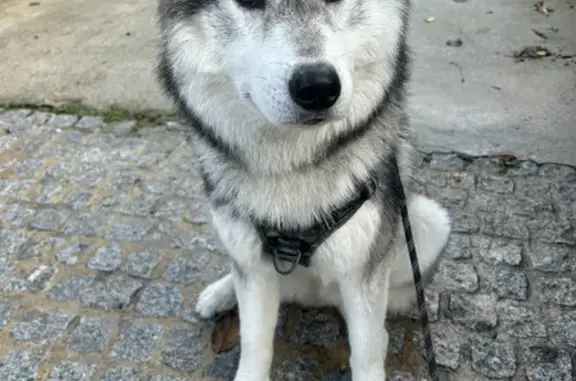 Animaux perdus Valenton, photo: Husky perdu à Valenton