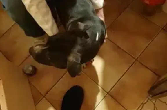 Chienne noire et blanche trouvée - photo