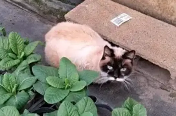 Chat siamois maigre trouvé à Dunkerque - photo
