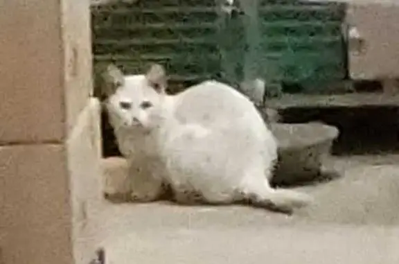 Chat blanc furtif à Rouvroy - photo