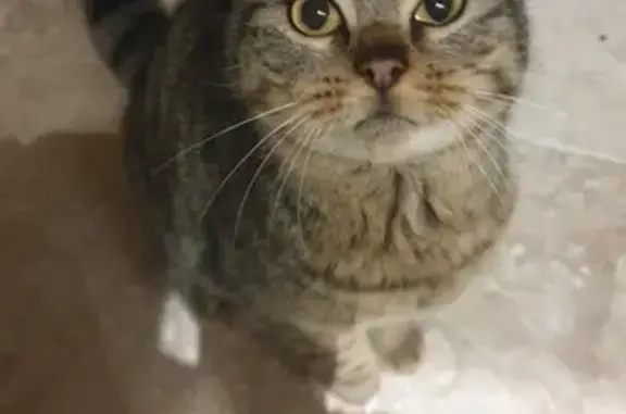 Chat perdu retrouvé à Courdemanche - photo