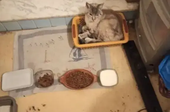 Chat perdu à Paron retrouvé - photo