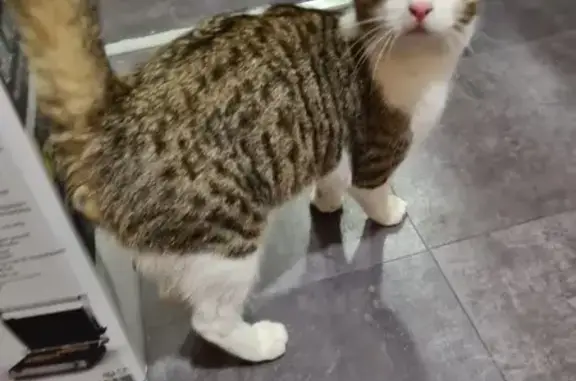 Chat tigré trouvé à Pierrelatte - photo