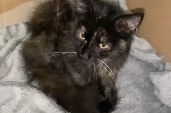 Chatte écaille trouvée à Gacé - photo