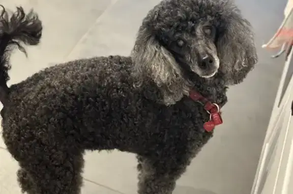Lost Poodle in Vermont South - Help Find Chloe!