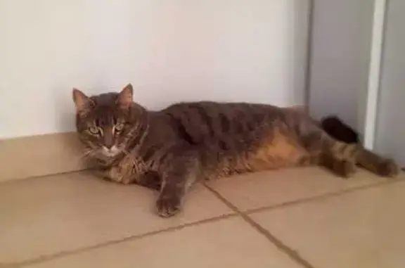 Animaux perdus Cagnes-sur-Mer, photo: Chat perdu: Paillette, Cagnes