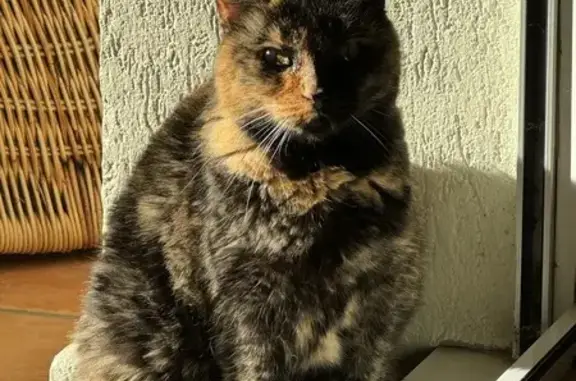 Chat perdu, Brou-sur-Chantereine, photo: Chatte Saqqarah disparue à Brou