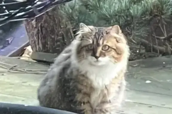 Animaux trouvés Nouvelle-Aquitaine, photo: Chat retrouvé à Lacanau, Aquitaine