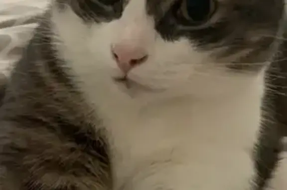 Chat perdu, Billère, photo: Chat perdu à Billère, Ayguette 1