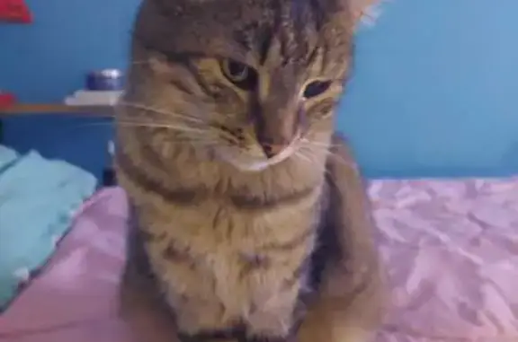 Chat tigré perdu cherche maître - photo
