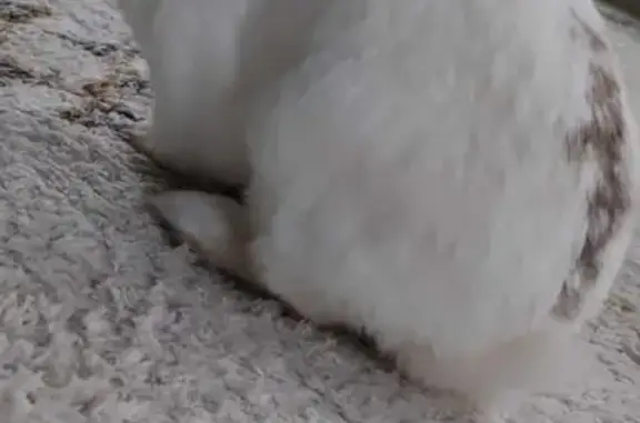 Animaux perdus , photo: Chat blanc perdu, 11 ans, Ifs