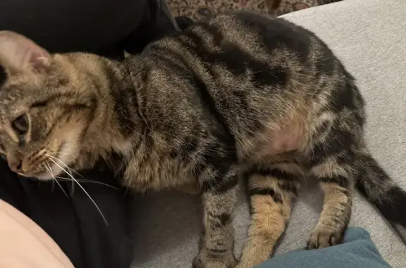 Animaux perdus Dijon, photo: Chat tigré perdu - Dijon