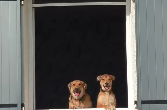 Animaux perdus Saint-Jean-de-Thouars, photo: Chiens fauves perdus à Thouars