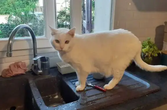Animaux perdus Boissy-sous-Saint-Yon, photo: Lili, chatte blanche sourde, perdue
