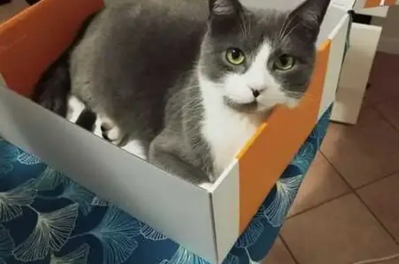 Animaux perdus Villennes-sur-Seine, photo: Chat gris-blanc perdu à Villennes
