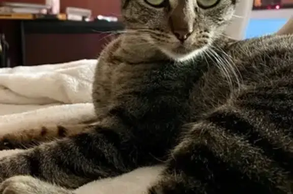 Chatte tigrée trouvée à Saint-Quentin - photo