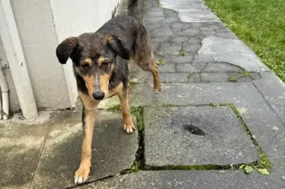 Chien croisé sociable trouvé à D 9c - photo