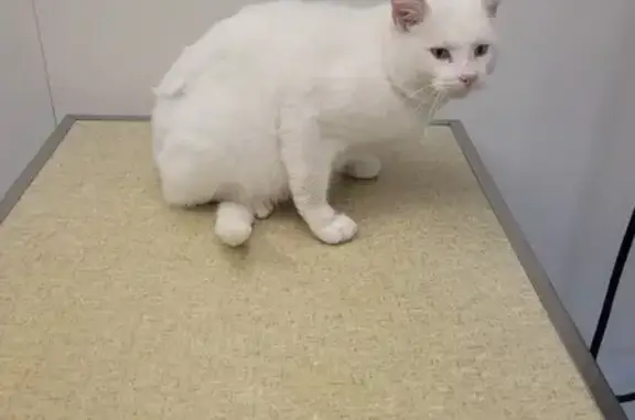 Chat blanc perdu, 3 ans, 4.9kg - photo
